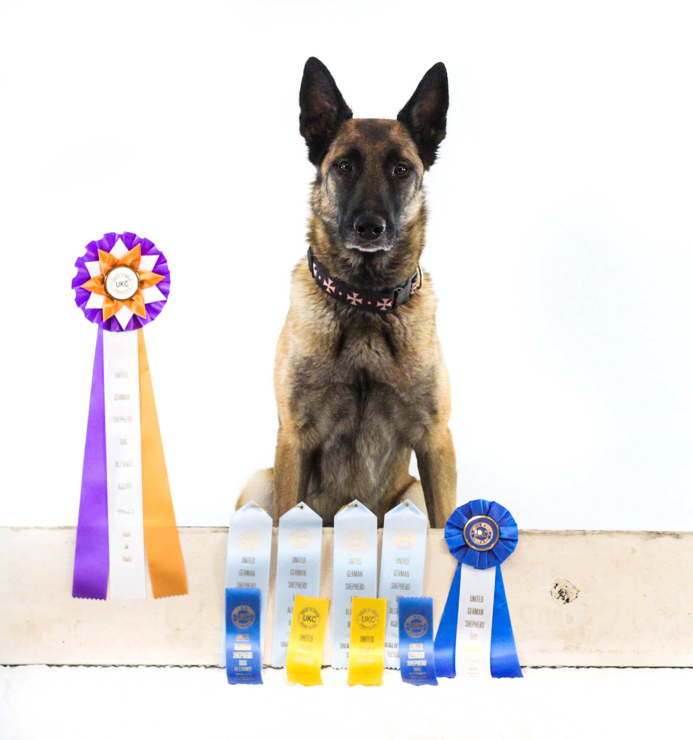 Farm dog akc sales